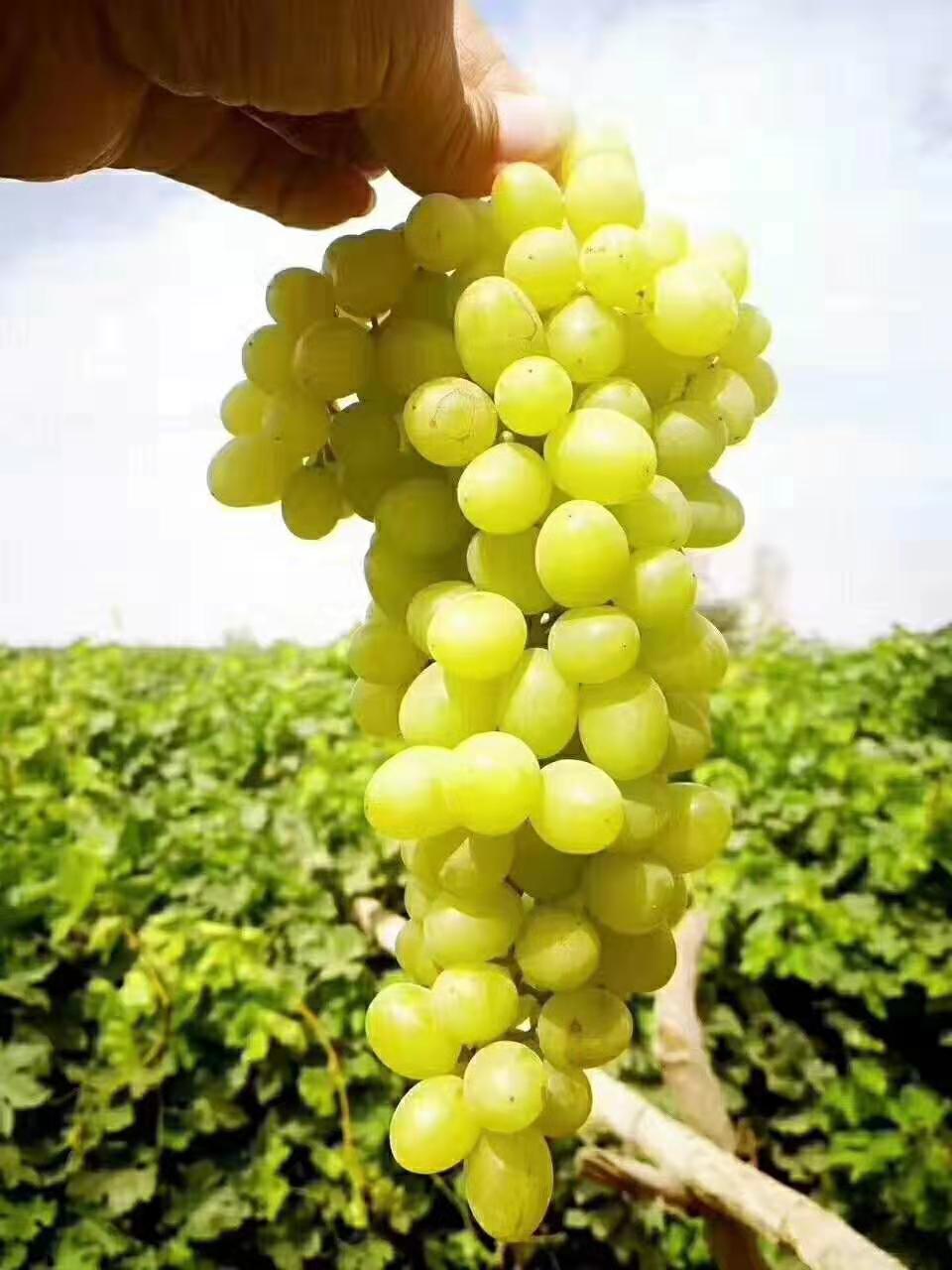 新疆葡萄/新疆葡萄一件代發(fā)