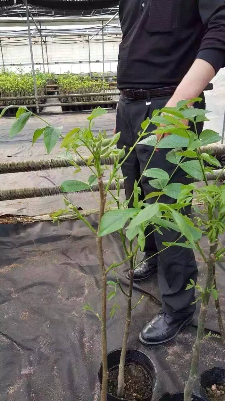 優(yōu)質(zhì)核桃苗,薄皮核桃苗,早實(shí)矮化