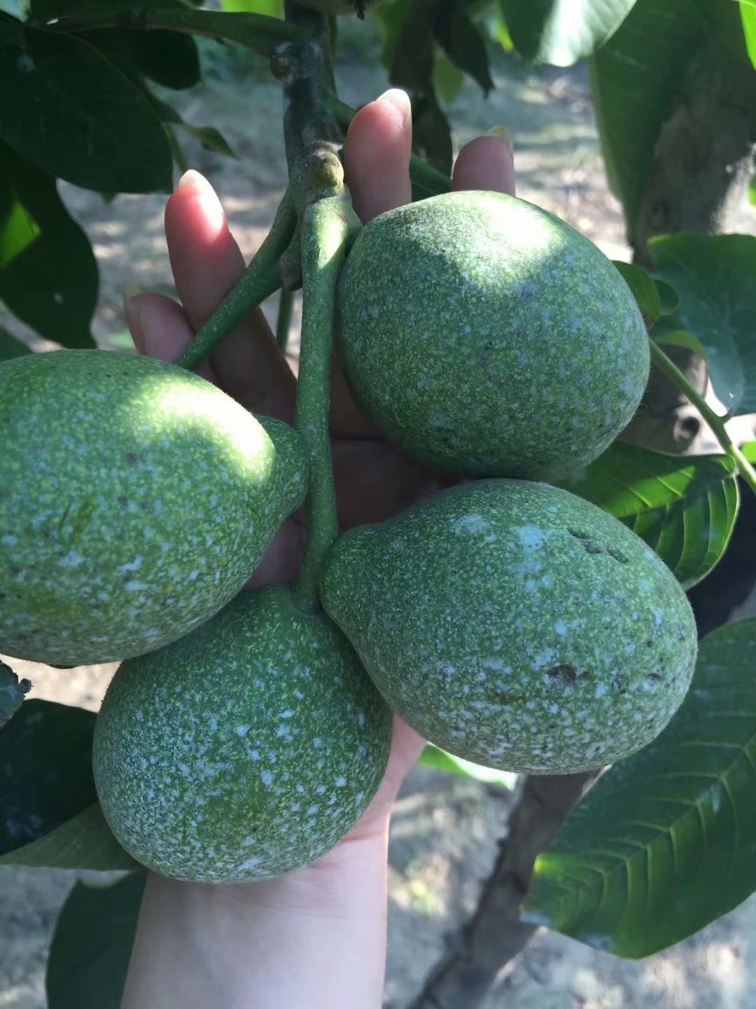 冠核三號薄皮核桃苗，早實性核桃苗，畝產(chǎn)千斤 冠核三號優(yōu)質(zhì)核桃苗 冠核三號薄皮核桃苗