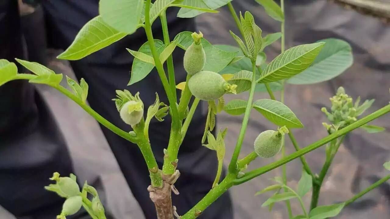 優(yōu)質(zhì)核桃苗,薄皮核桃苗,早實(shí)矮化
