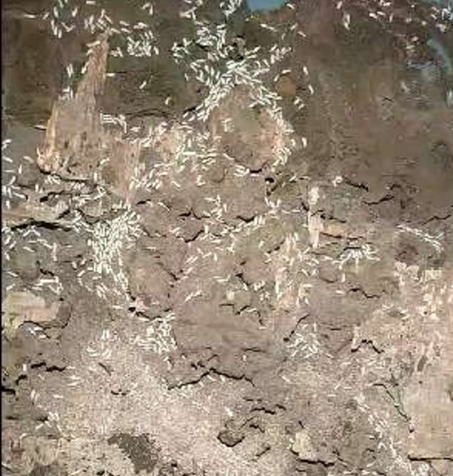 小區(qū)上門(mén)滅治白蟻工程/收費(fèi)標(biāo)準(zhǔn)