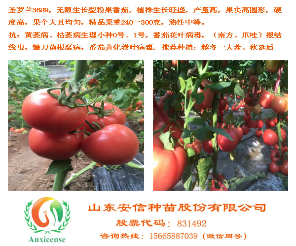 選購(gòu)西紅柿苗就選安信種苗，安信種苗*值得信賴