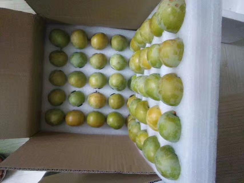 【廣西柳州哪里有蜂糖李苗基地-梧州蜂糖李苗批發(fā)-北海蜂糖李苗價(jià)格-欽州蜂糖李苗培育批發(fā)基地】