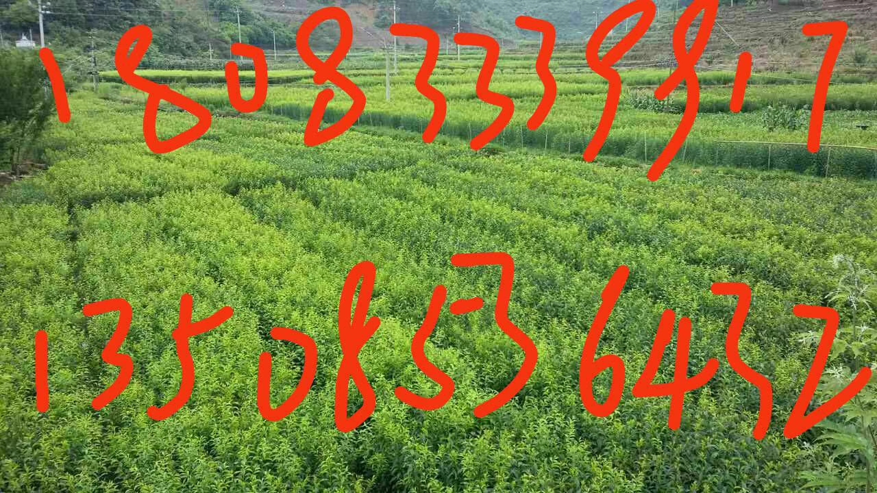 【湖南衡陽蜂糖李苗基地-邵陽哪里有蜂糖李苗批發(fā)-岳陽蜂糖李苗培育批發(fā)基地】