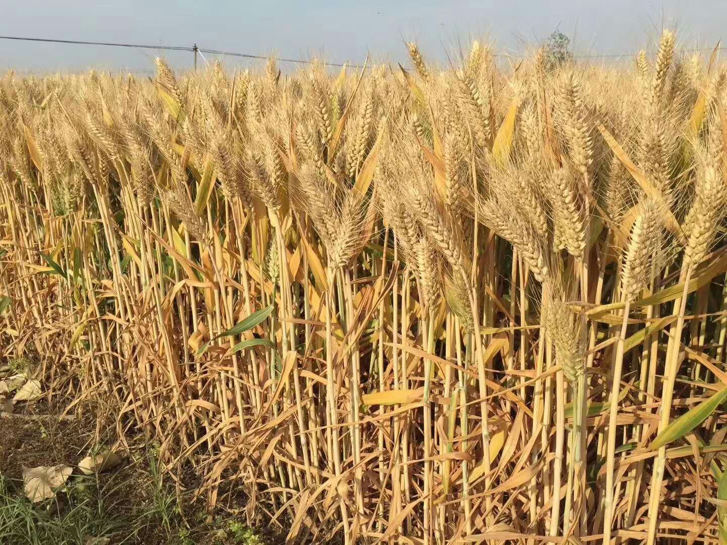 超高產(chǎn)小麥——三抗十號(hào)