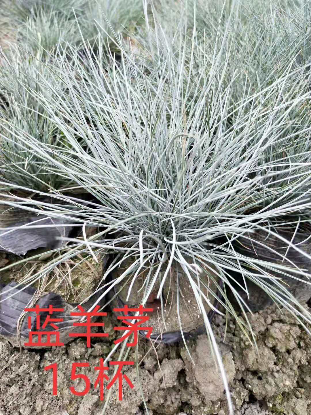 四川水生植物基地直銷批發(fā)價*出售價格