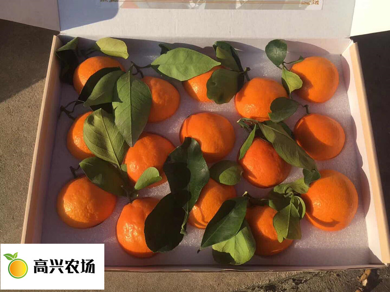 優(yōu)質(zhì)紅美人柑橘苗 象山紅美人基地*批發(fā)零售  紅美人柑橘苗 愛媛28