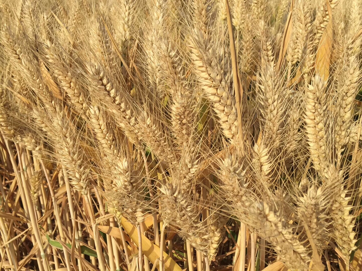 超高產(chǎn)小麥——三抗十號(hào)