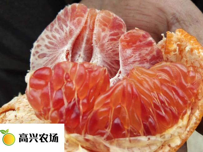 優(yōu)質(zhì)媛紅椪柑苗 媛紅椪柑枝條基地