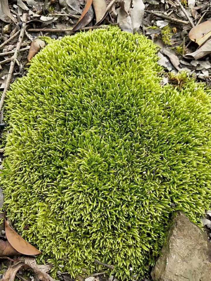 供應青苔 鮮苔蘚500噸