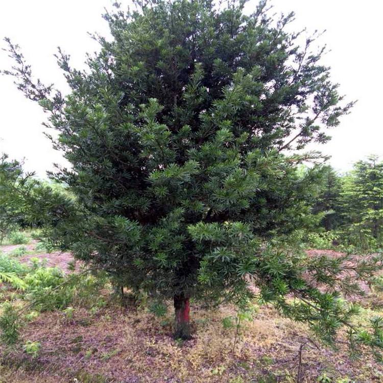 四川成都哪里有羅漢松原生態(tài)樹價格便宜-批發(fā)價格 找三郎龍鼎園林