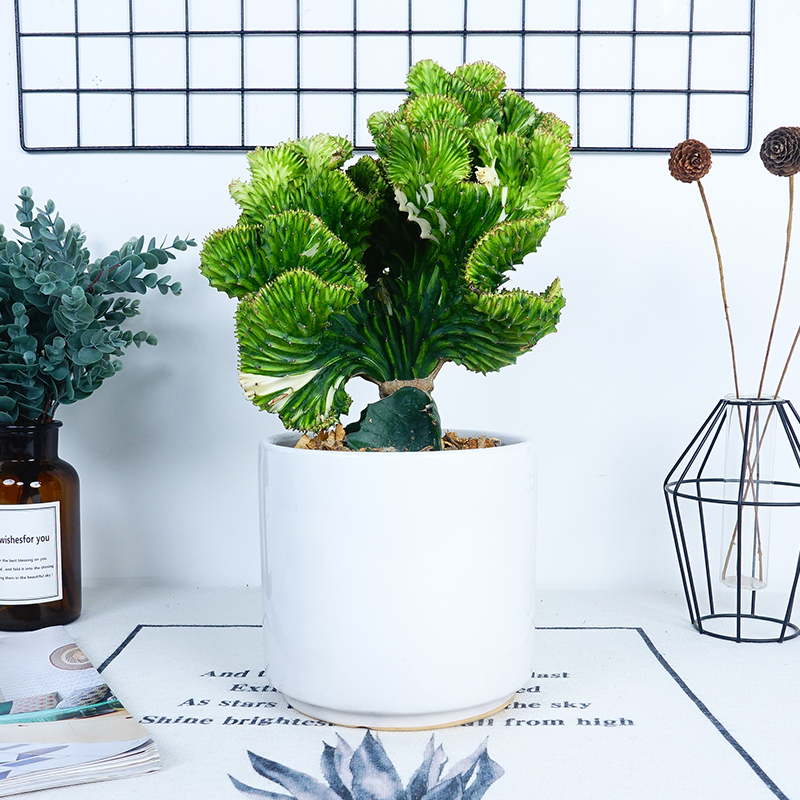 武漢戶外綠化施工苗木供應(yīng)送貨上門，戶外耐熱耐寒的本地苗木