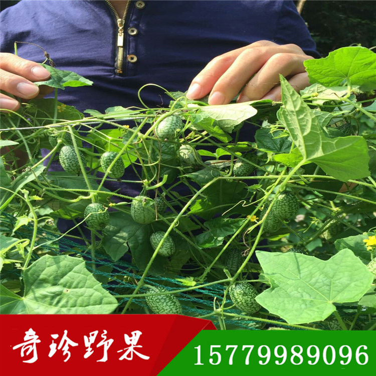 姆指西瓜 迷你小西瓜種子奇珍野果農(nóng)業(yè)直發(fā)