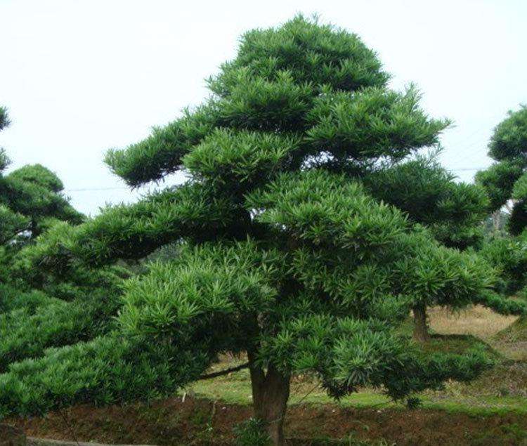四川成都哪里有羅漢松原生態(tài)樹價格便宜-批發(fā)價格 找三郎龍鼎園林