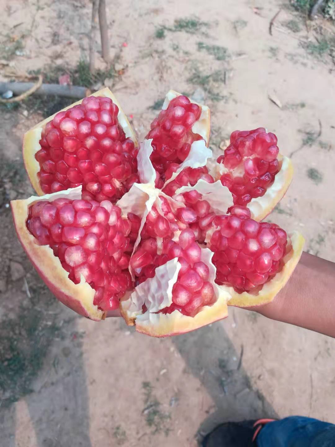 供應(yīng)河陰石榴批發(fā)商—種植—供應(yīng)商