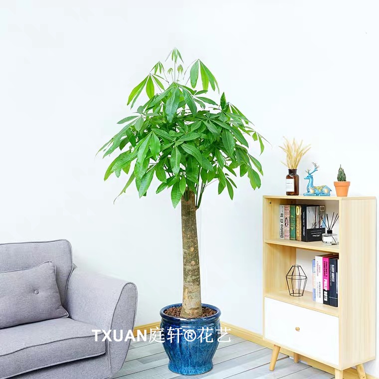 單桿發(fā)財(cái)樹-廣州綠植租賃咨詢：13802951402 QQ:1214029933  -TXUAN庭軒?花藝