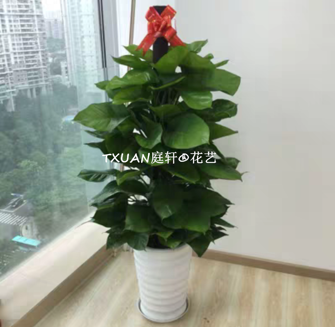 廣州綠色植物租賃選TXUAN庭軒?園林 13802951402? 綠蘿柱