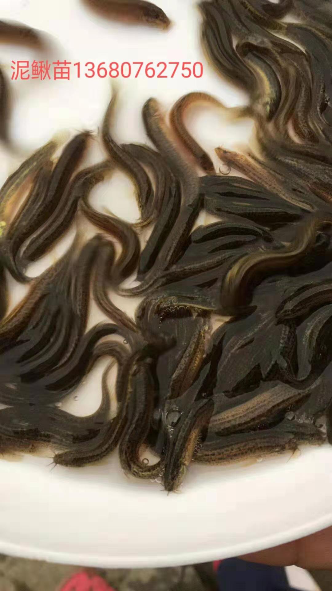 河源市泥鰍魚苗廠家-供應(yīng)商-批發(fā)