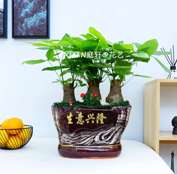 辦公室綠植租賃一站式服務(wù)，免費(fèi)提供全方位的專業(yè)設(shè)計(jì) 植物租擺辦公室植物租擺室內(nèi)綠化租擺   造型發(fā)財(cái)樹(shù)