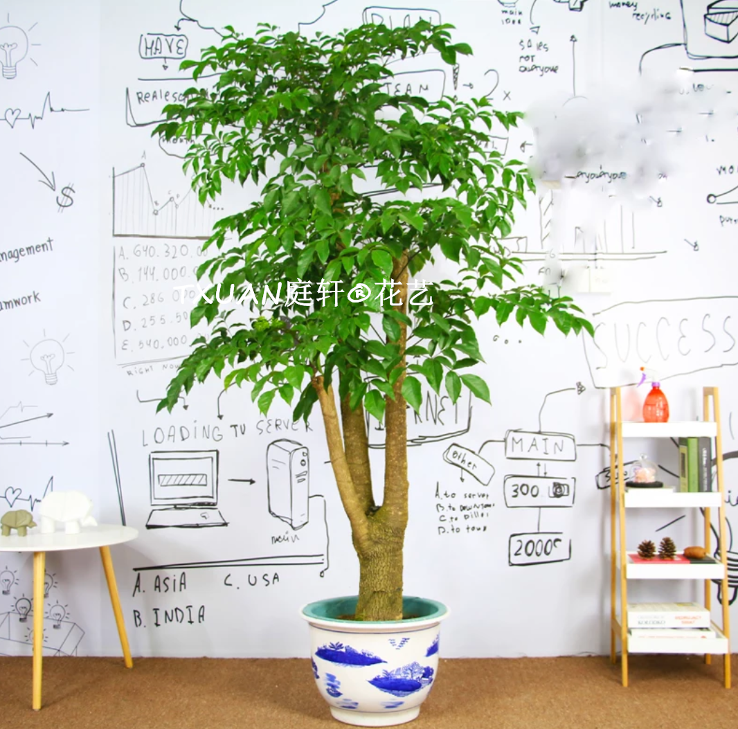 TXUAN庭軒?花藝專業(yè)植物租賃 各區(qū)免費(fèi)上門設(shè)計(jì) 定期上門養(yǎng)護(hù),植物租賃養(yǎng)護(hù)?歡迎咨詢：13802951402幸福樹