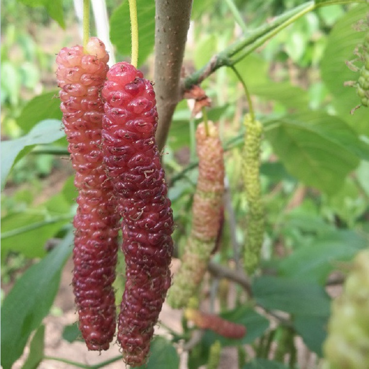 果桑苗新品種大型玫瑰果桑苗批發(fā)