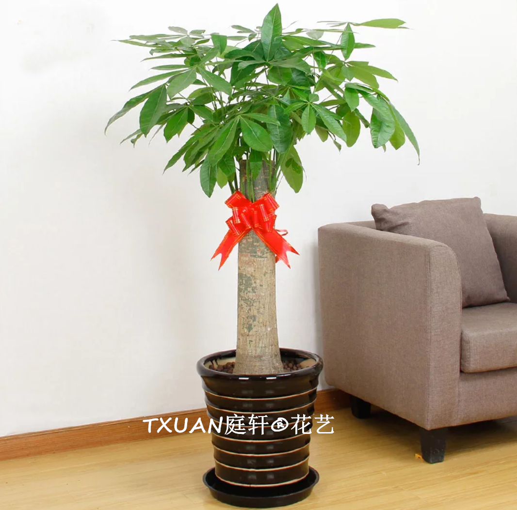 單桿發(fā)財(cái)樹-廣州綠植租賃咨詢：13802951402 QQ:1214029933  -TXUAN庭軒?花藝