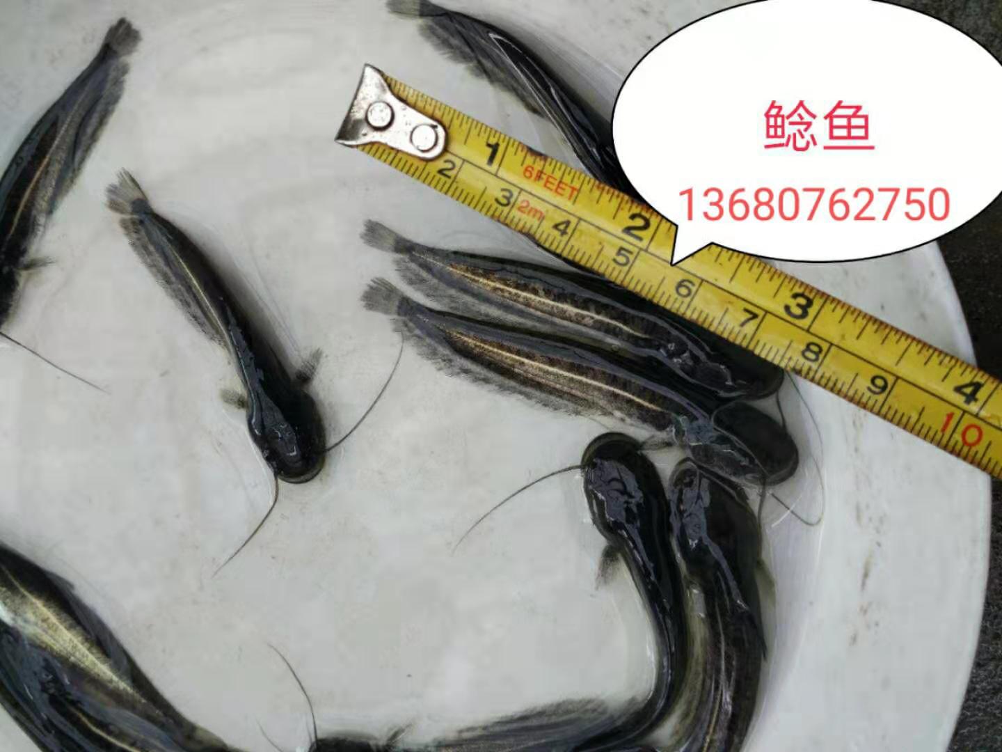 河源市鯰魚苗廠家-供應(yīng)商-批發(fā)