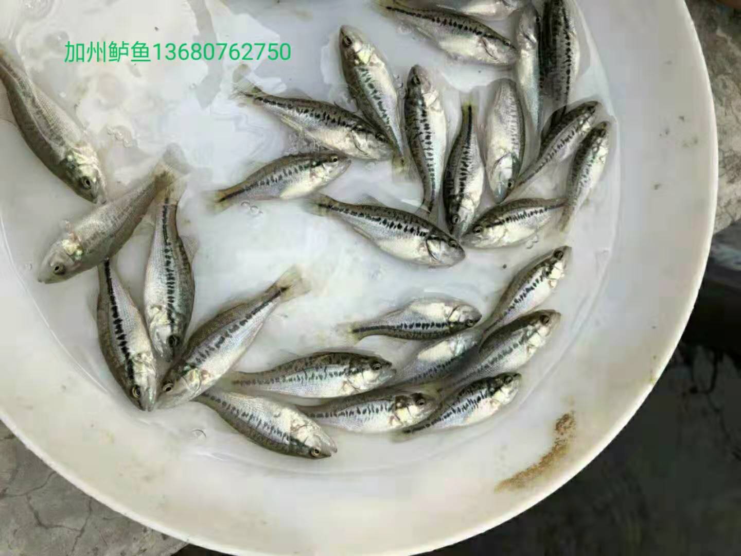 河源加州鱸魚苗廠家-供應(yīng)商-批發(fā)
