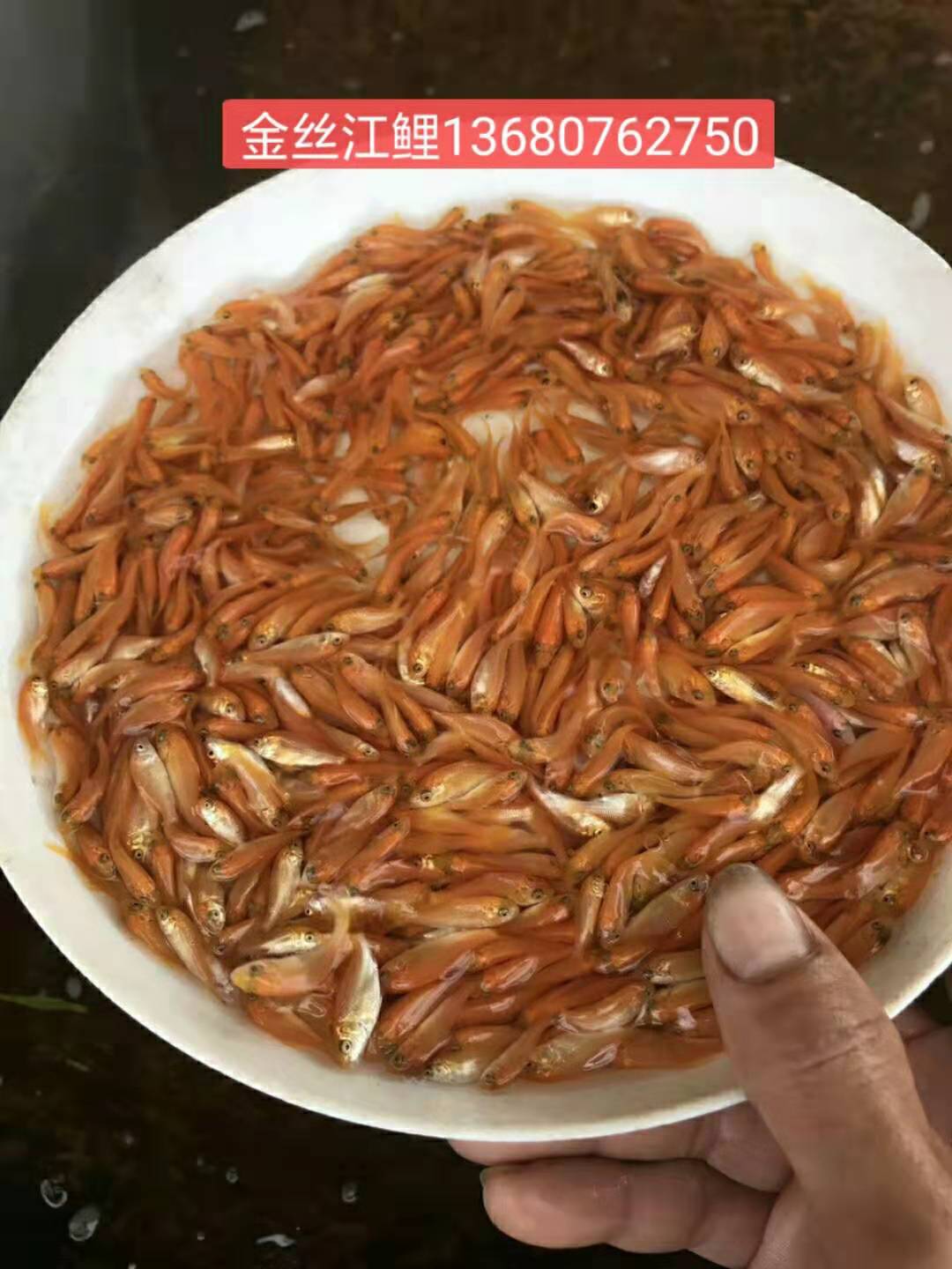 金絲江魚苗優(yōu)質供應商#報價——價格