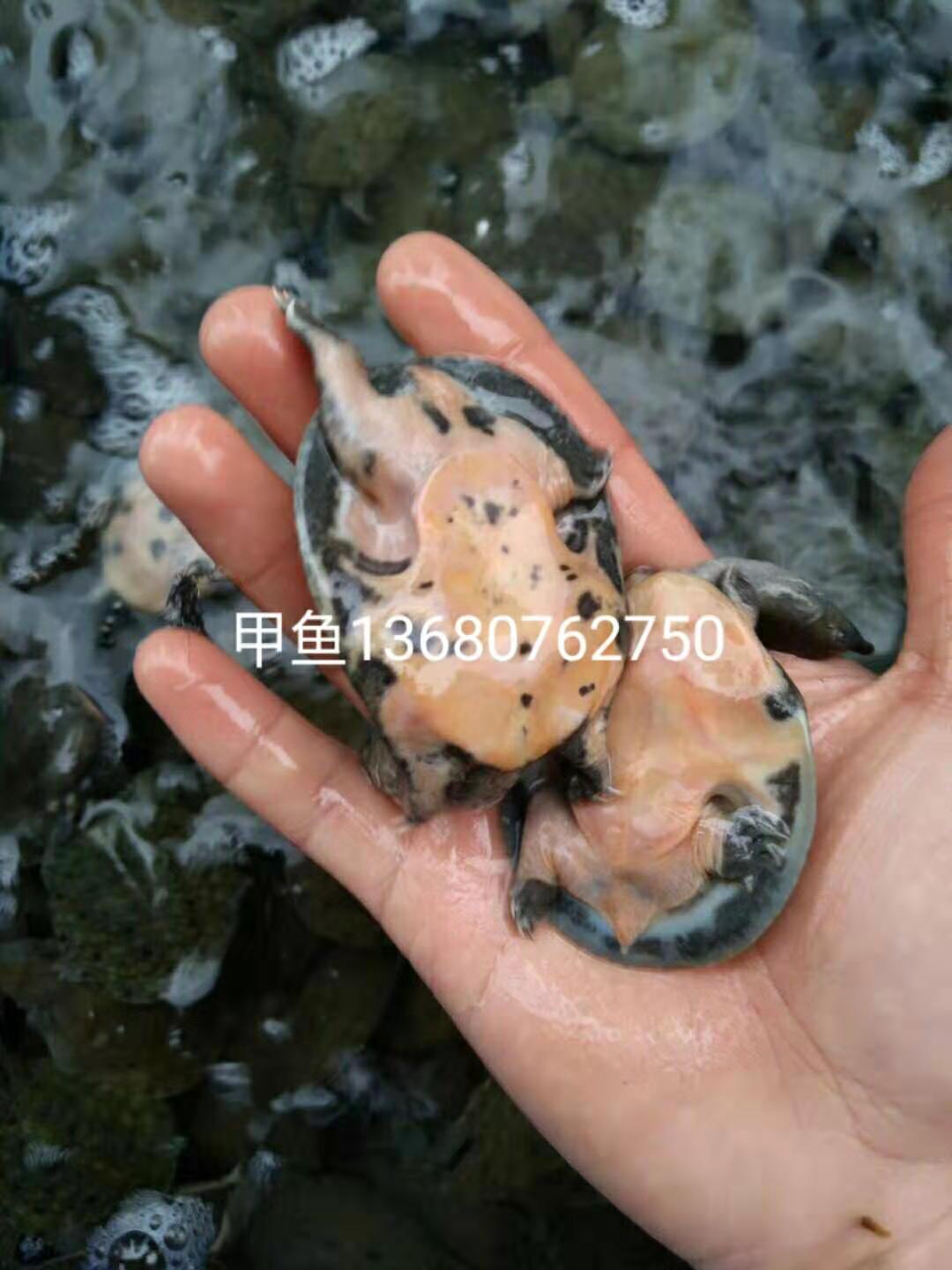河源市甲魚苗廠家-供應(yīng)商-批發(fā)