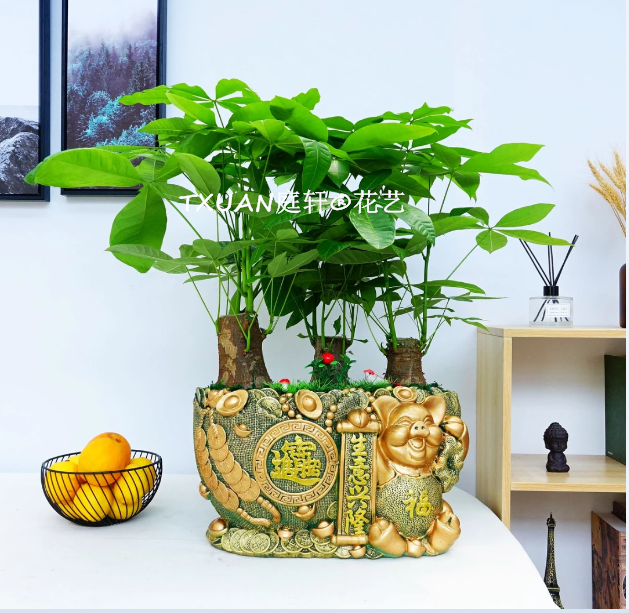 辦公室綠植租賃一站式服務(wù)，免費(fèi)提供全方位的專業(yè)設(shè)計(jì) 植物租擺辦公室植物租擺室內(nèi)綠化租擺   造型發(fā)財(cái)樹(shù)