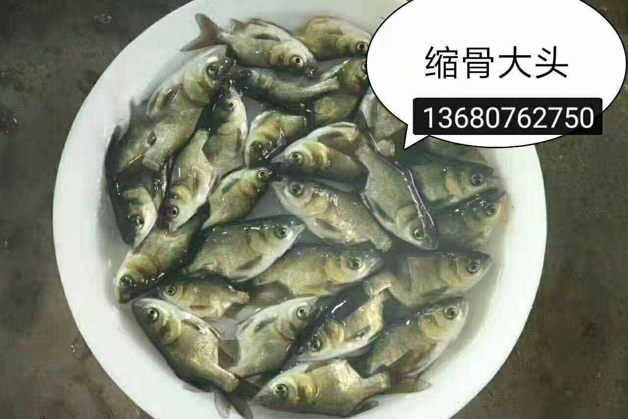 河源市縮骨大頭苗廠家-供應(yīng)商-批發(fā)