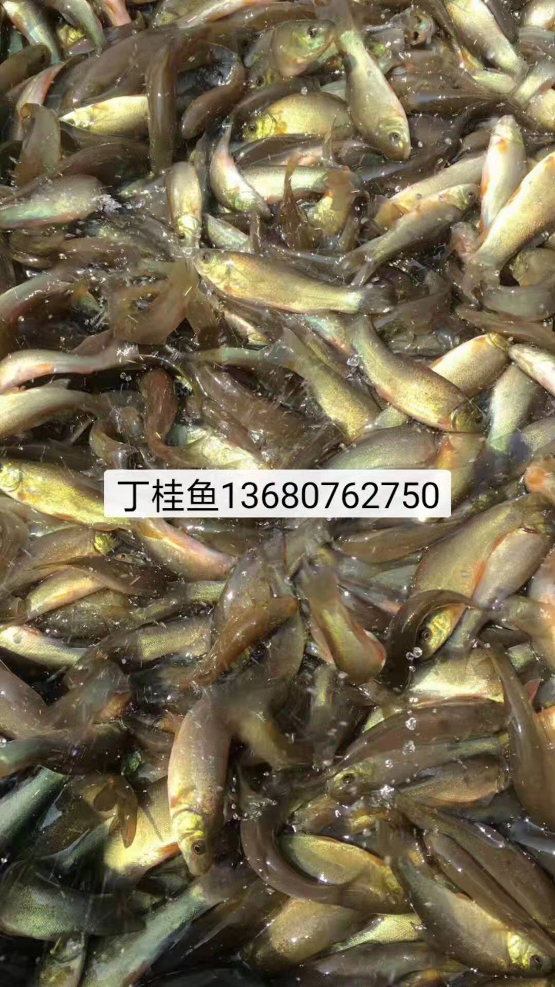 河源市丁桂魚苗廠家-供應商-批發(fā)