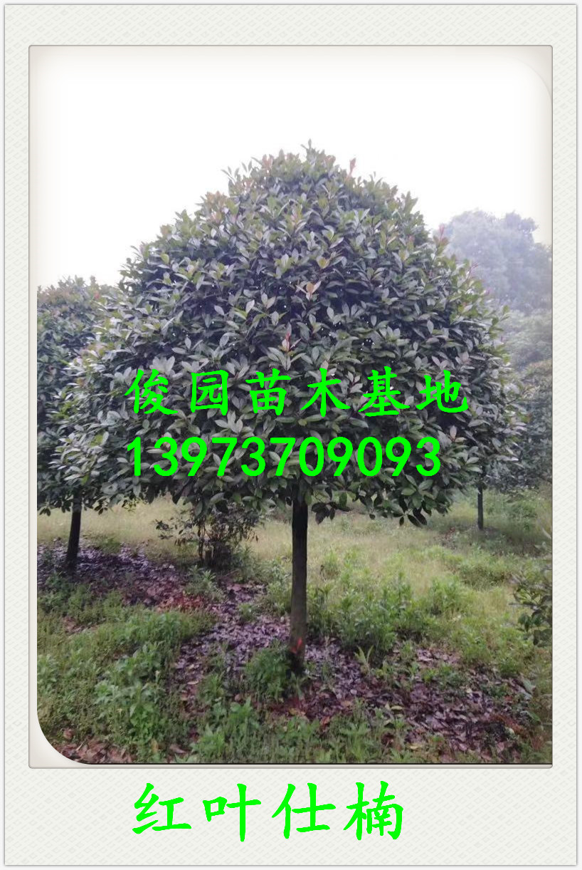 益陽紅葉仕楠種植基地，湖南益陽紅葉仕楠批發(fā)，湖南紅葉仕楠批發(fā)