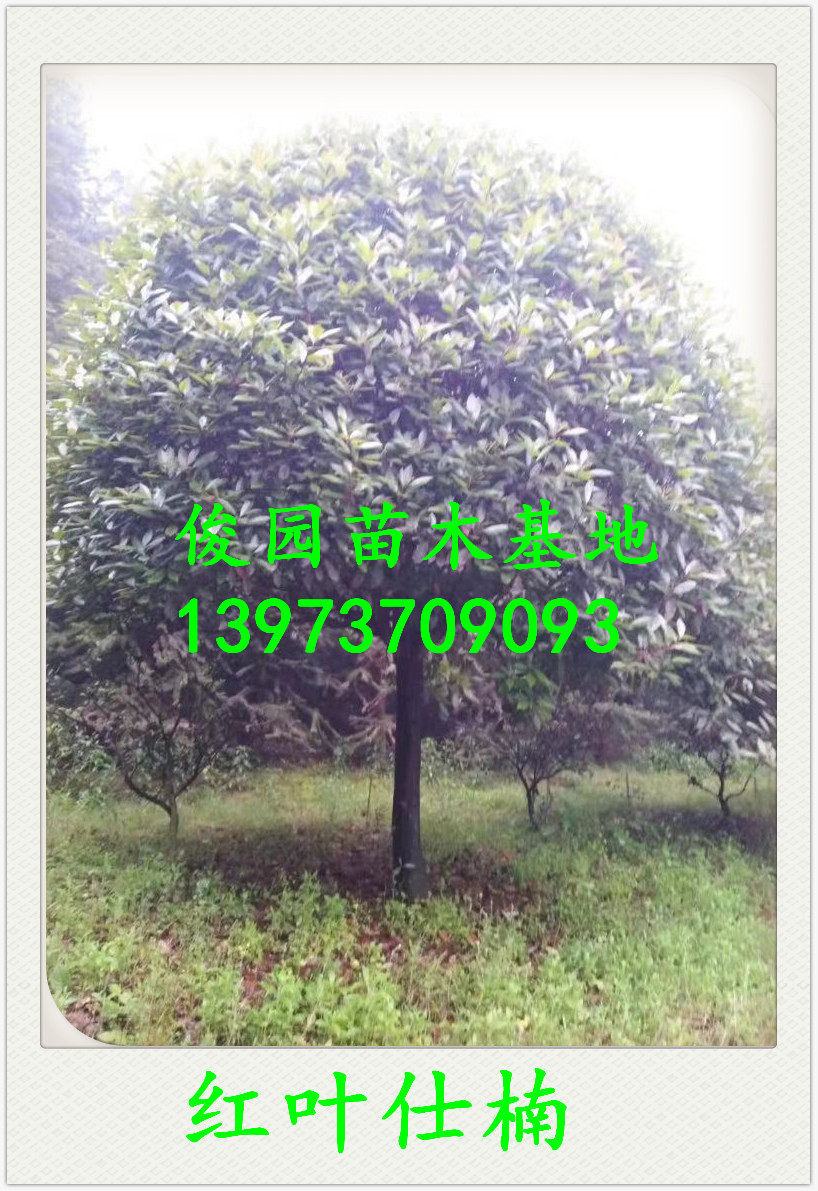 益陽紅葉仕楠種植基地，湖南益陽紅葉仕楠批發(fā)，湖南紅葉仕楠批發(fā)