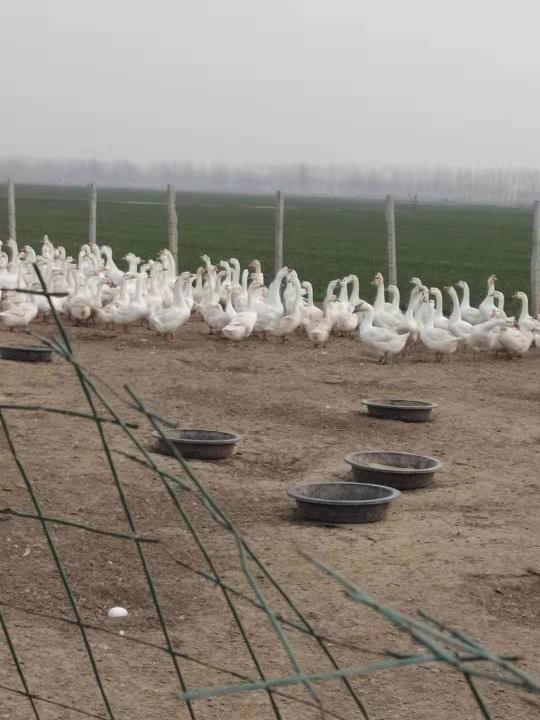 純種大三花鵝苗廠家 鵝苗養(yǎng)殖技術(shù)廠家  鵝苗養(yǎng)殖技術(shù)廠家