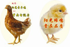 海蘭褐雛雞 海蘭褐雛雞、60日齡青年雞