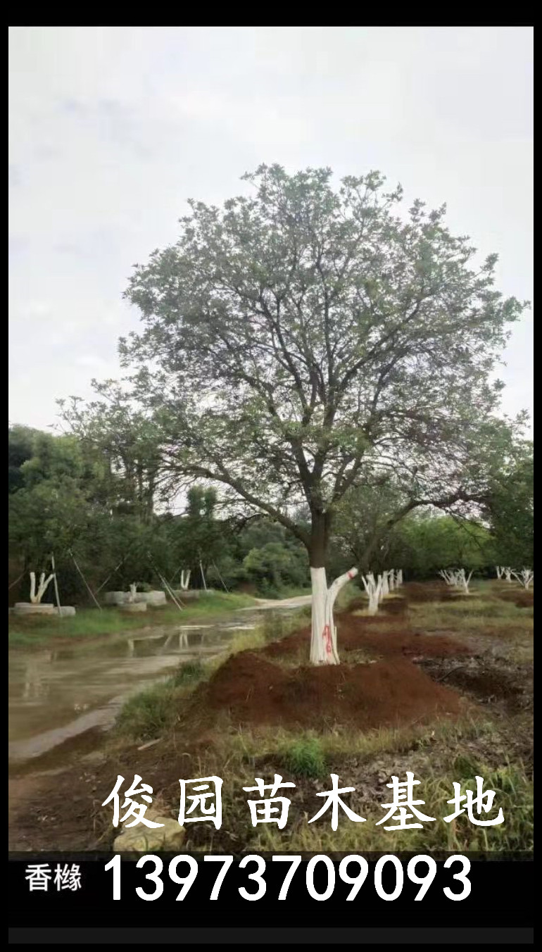 益陽(yáng)香櫞樹種植基地，湖南益陽(yáng)香櫞樹批發(fā)，湖南香櫞樹批發(fā)