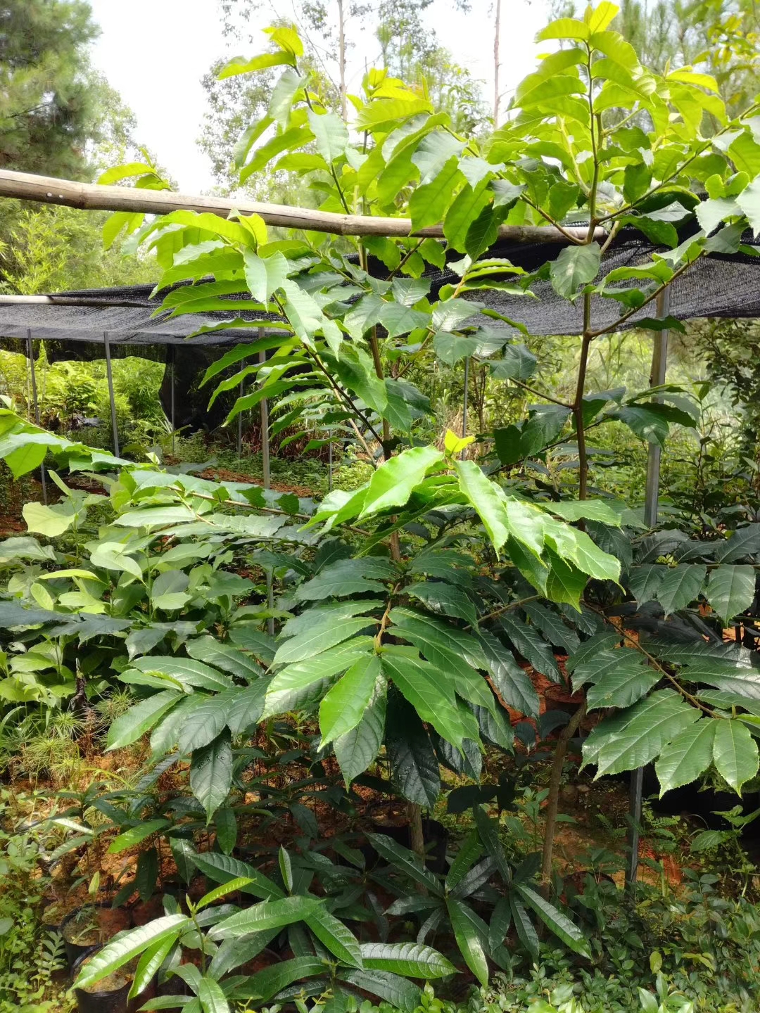 供應(yīng)見(jiàn)血封喉 箭毒木 毒箭木 種子小苗