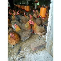 廣西黑瑤雞苗養(yǎng)殖_廣西南寧黑瑤雞苗養(yǎng)殖基地_【廣西南寧市非凡禽業(yè)有限公司】