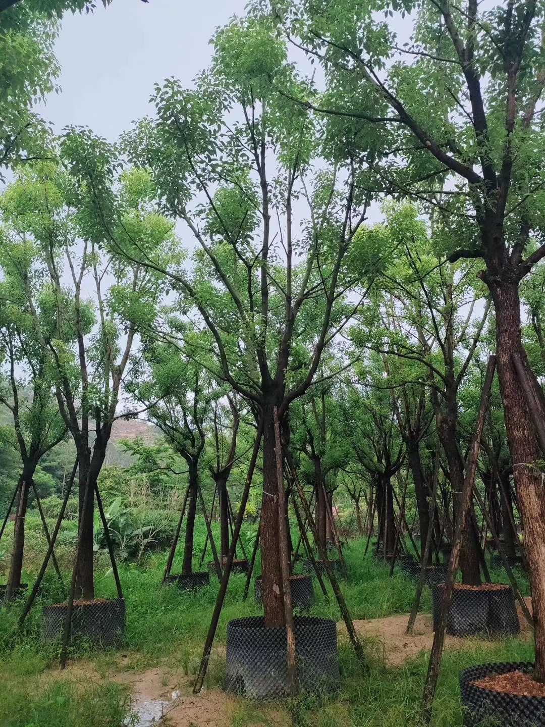 福建香樟種植基地價格/香樟種植基地報價多少/香樟種植基地批發(fā)價