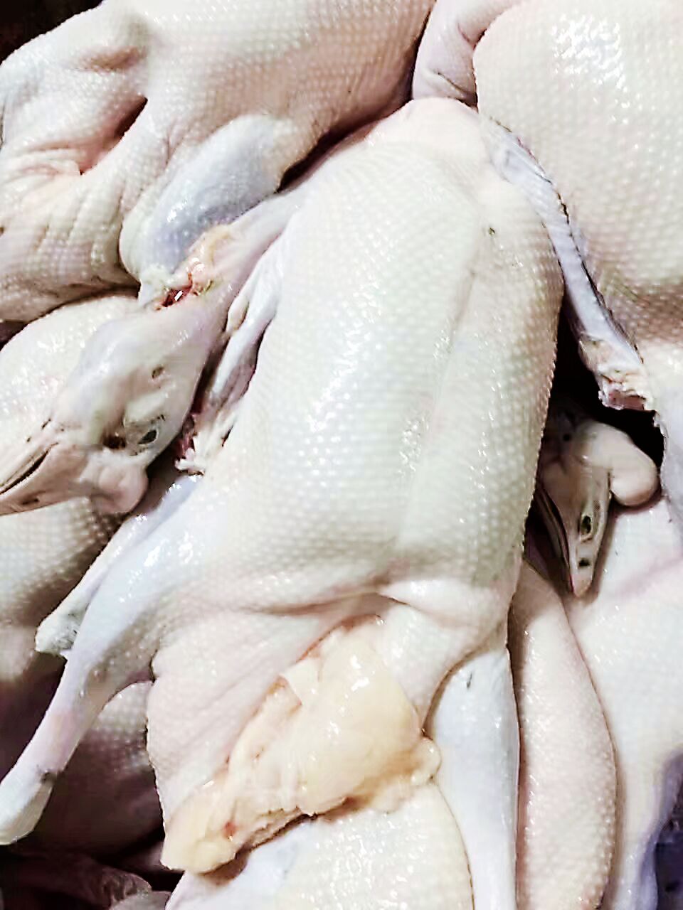 廣東*黑棕鵝 廣東*黑棕鵝直銷