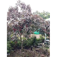 廣西紅皮農眼苗種植基地_廣西紅皮農眼苗批發(fā)價格_【廣西創(chuàng)優(yōu)果苗基地】