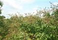 廣西靈山石峽龍眼種植基地_廣西靈山石峽龍眼批發(fā)價格_【廣西創(chuàng)優(yōu)果苗基地】