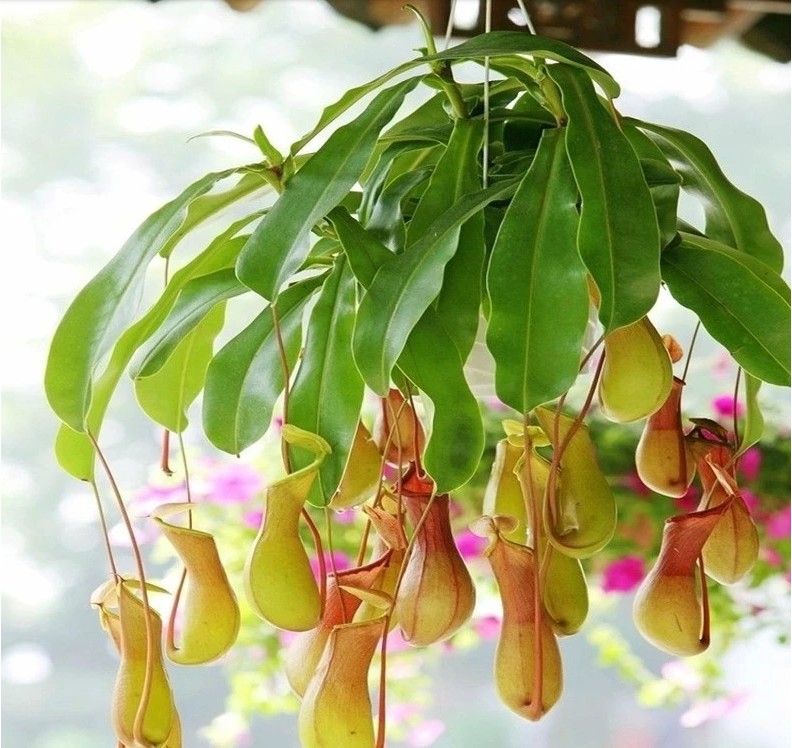 武漢四季常青的大小植物花卉送貨，武漢園林綠化工程苗木銷售