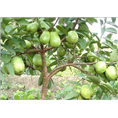 【真不錯(cuò)】芒果苗批發(fā) 芒果苗產(chǎn)地供應(yīng)價(jià)格便宜-廣西創(chuàng)優(yōu)果苗基地