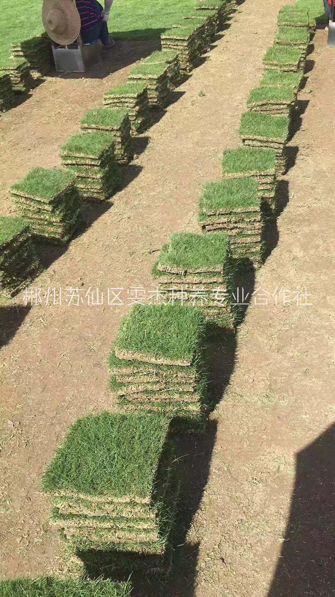湖南郴州馬尼拉草坪_湖南郴州馬尼拉草坪供應(yīng)商