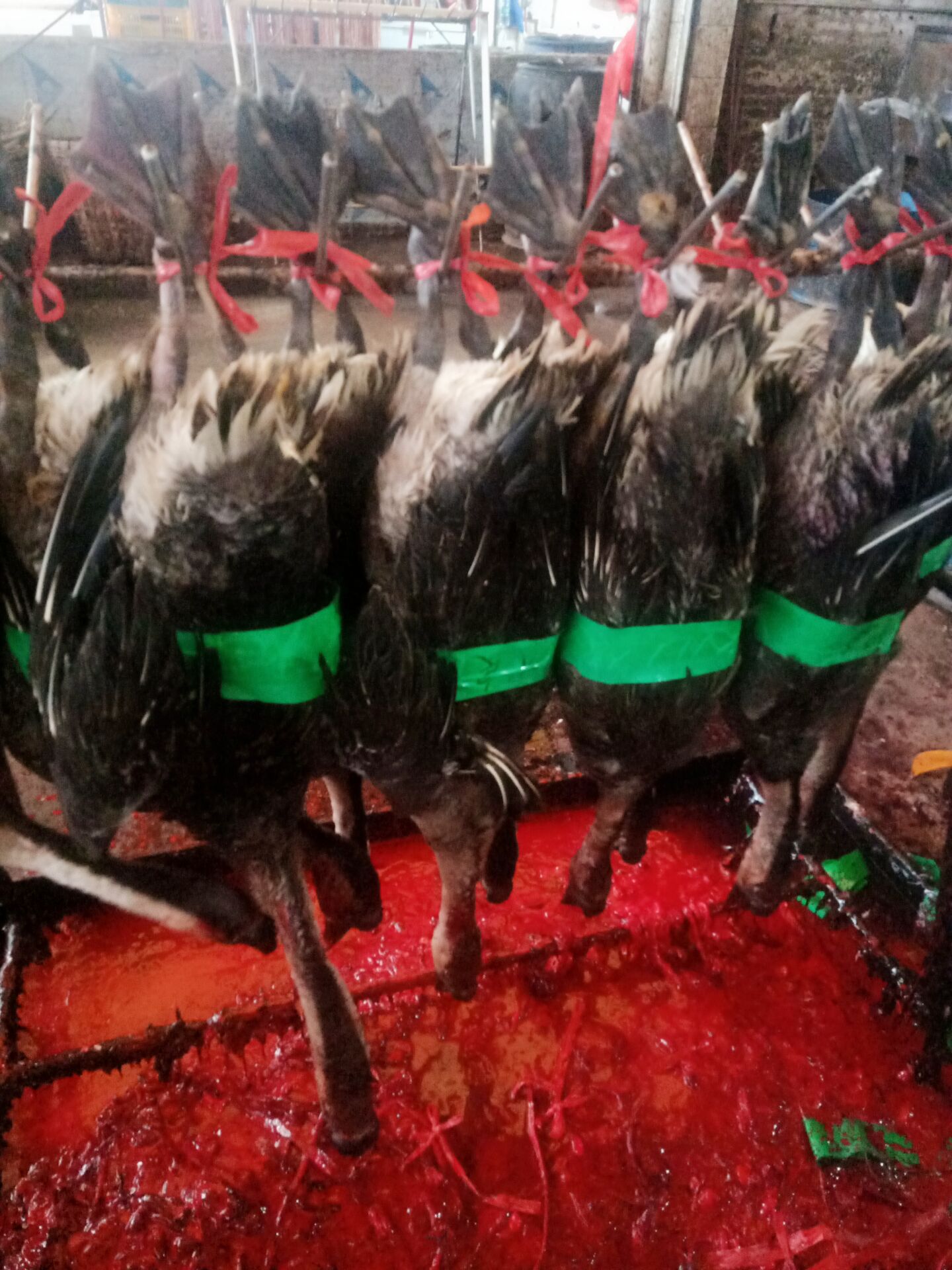 廣東*黑棕鵝 廣東*黑棕鵝直銷