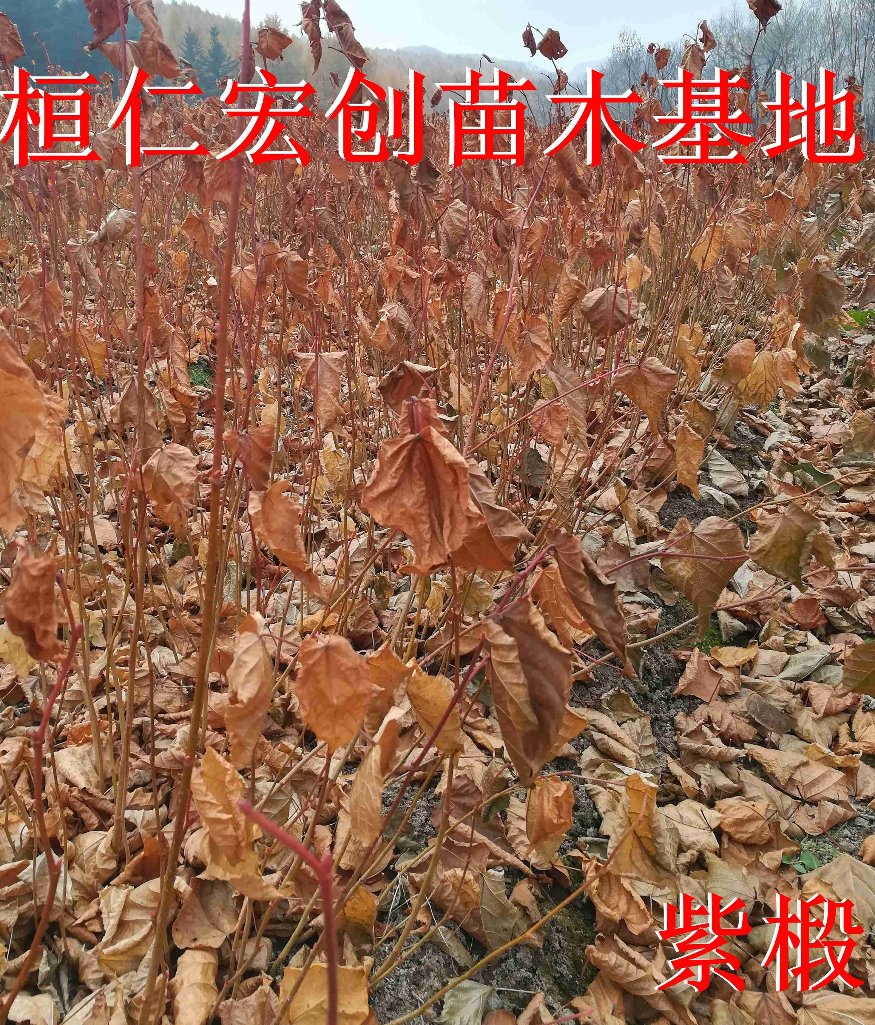 紫椴苗、紫椴苗基地