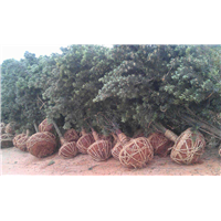 廣西巴西櫻桃苗種植基地_廣西巴西櫻桃苗批發(fā)價格_【廣西創(chuàng)優(yōu)果苗基地】